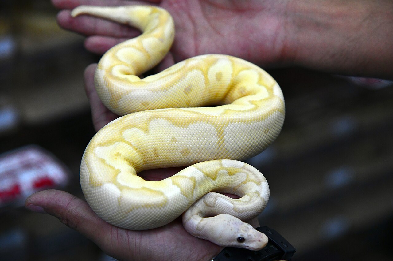 Ular Ball Python: Reptil Eksotis yang Cocok untuk Koleksi Rumah