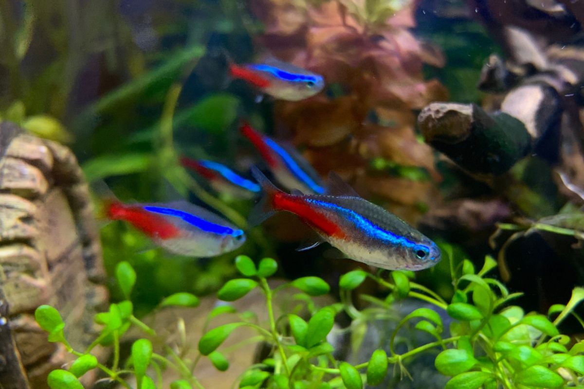 Neon Tetra: Ikan Hias Air Tawar yang Cantik dan Mudah Dirawat