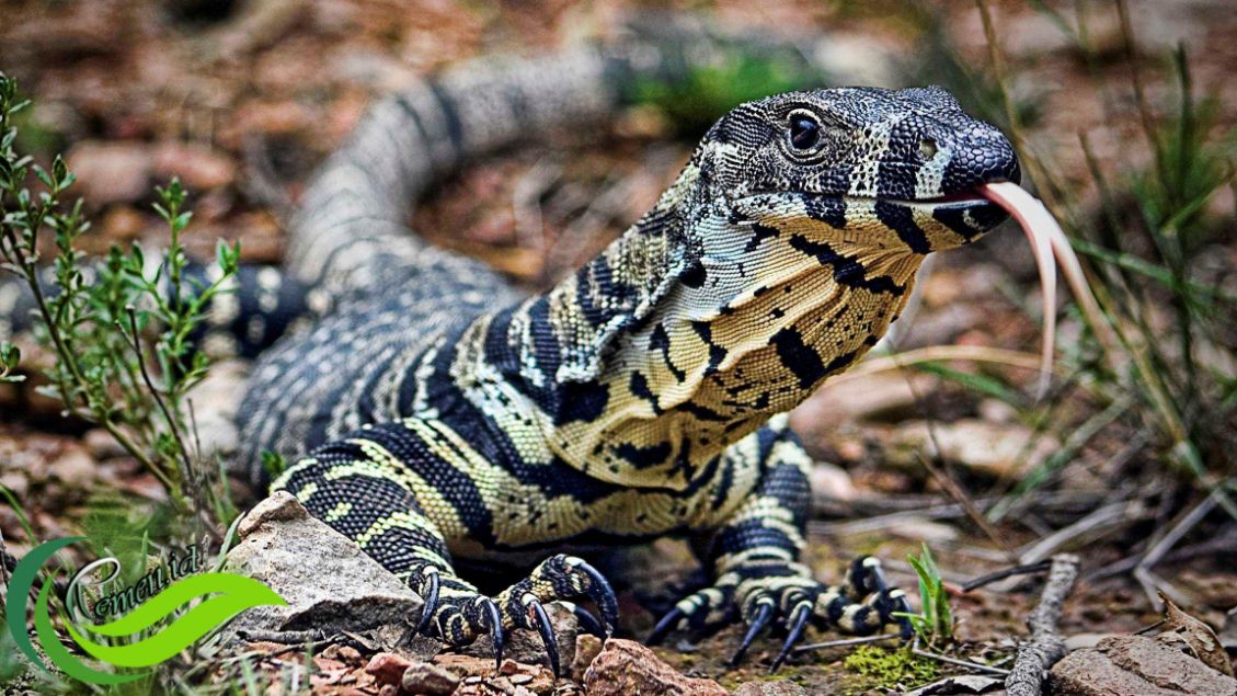 Biawak: Reptil Raksasa yang Menakjubkan Dunia Satwa Liar
