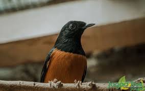 Murai Batu: Burung Hias dengan Suara Merdu dan Pesona Bulu