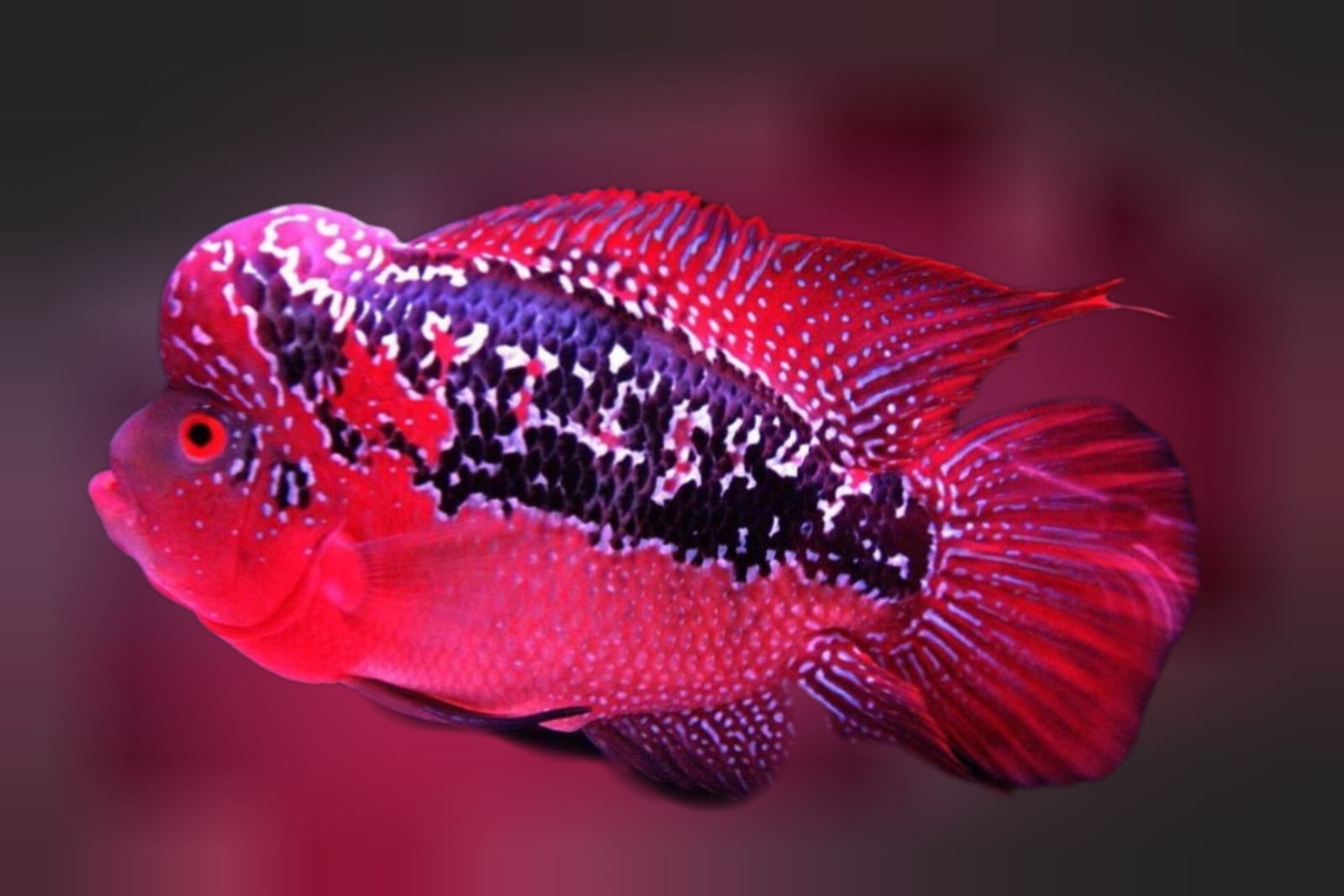 Ikan Lohan: Raja Akuarium dengan Warna Eksotis Memukau Mata