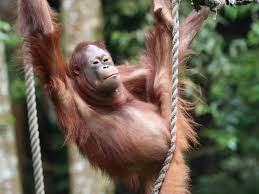 Orangutan: Kecerdasan Primata yang Mengagumkan Satwa Liar