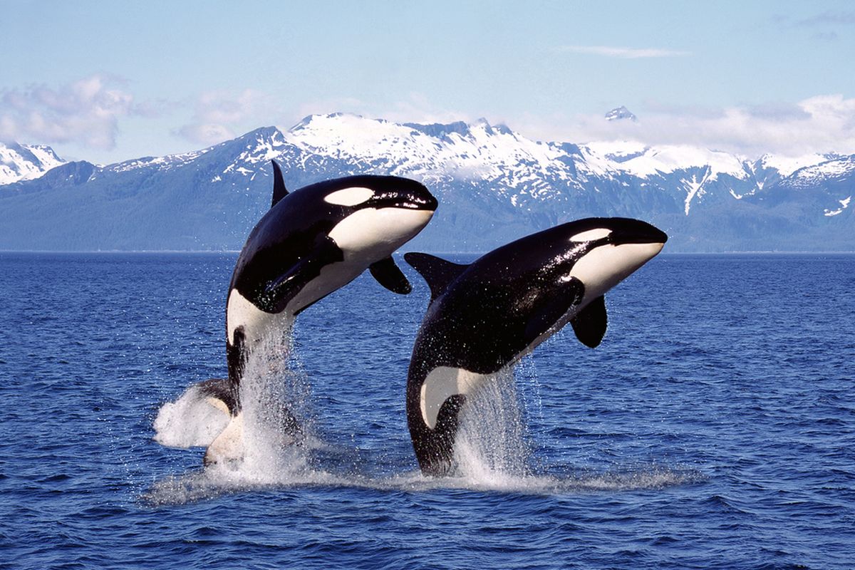 Orca: Sang Pemburu