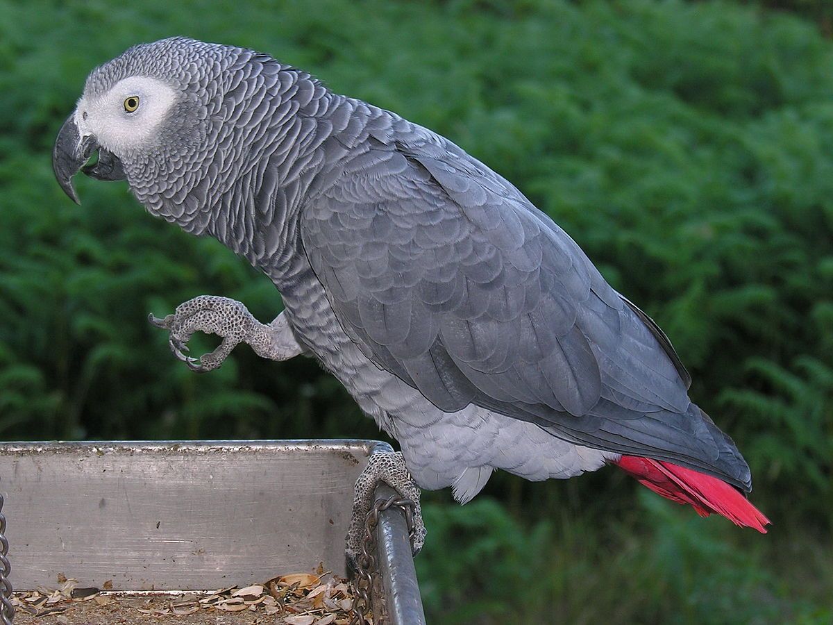 Kecerdasan Burung Beo