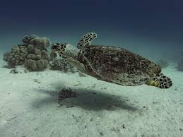 Penyu Laut